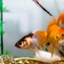 Гадание золотая рыбка на желание онлайн