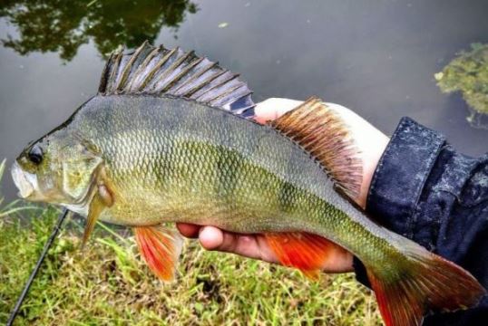 Ленивы ли крупные окуни?