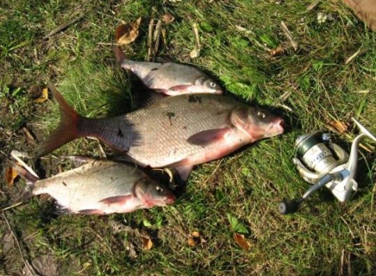 Летняя ловля леща