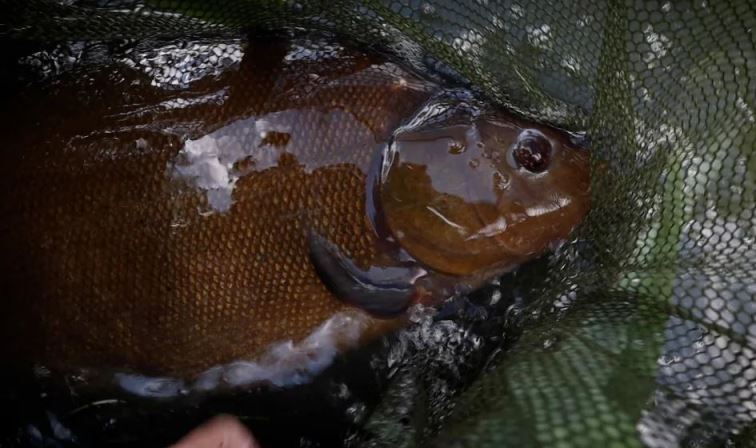 Ловля большого линя