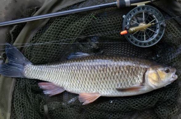 Ловля голавля рысью: проверенная временем техника для рыболовов