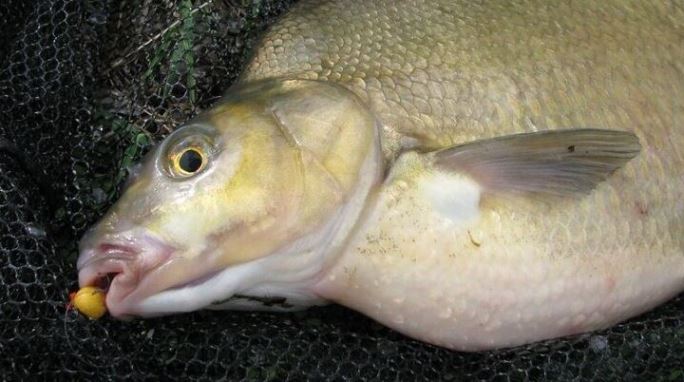 Ловля леща на бойлы