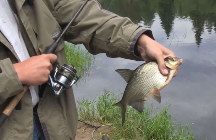 Ловля леща весной на фидер