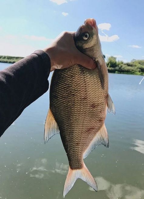 Ловля леща весной с лодки