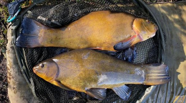 Ловля линя в начале сезона: простое руководство