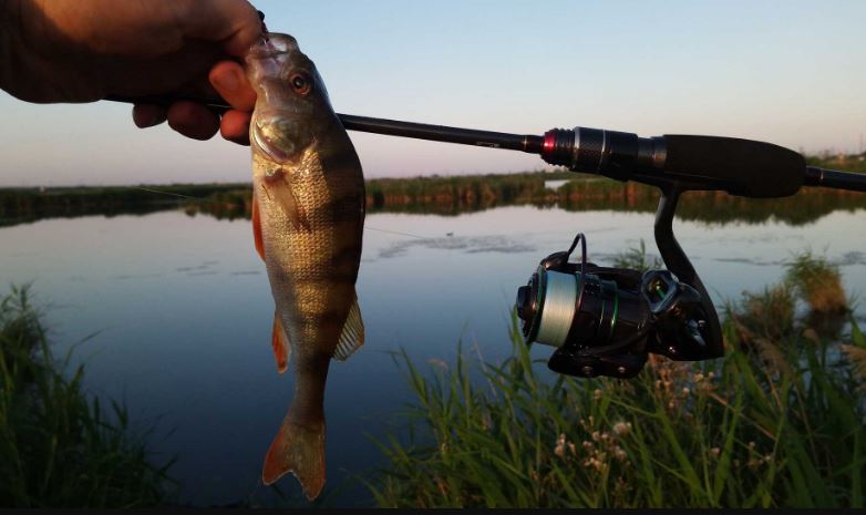 Ловля окуня на каналах, озерах, водохранилищах и прудах