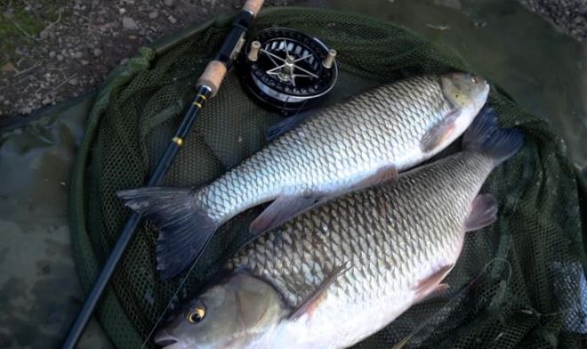 Ловля рыбы в реке с помощью опарышей