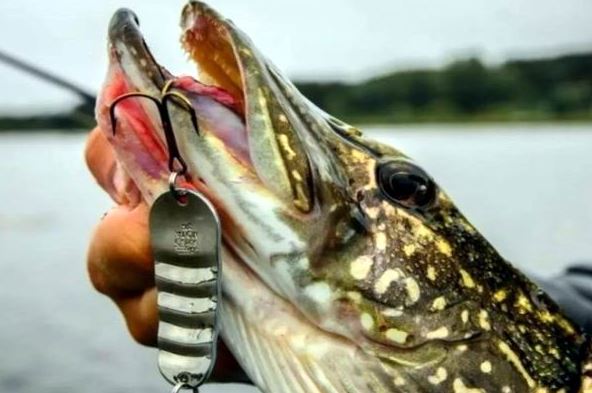 Ловля щуки на дорожку