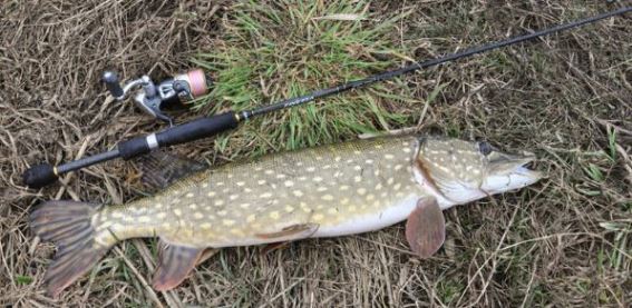 Ловля щуки ранней весной