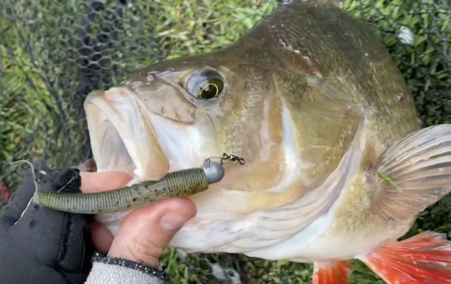 Озерная рыбалка на крупного окуня