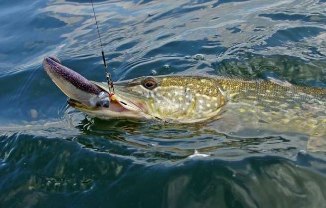 Весенняя ловля щуки на реках