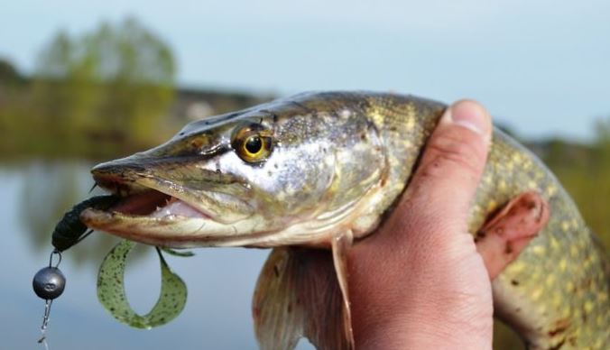 Весенняя ловля щуки на силиконовые приманки
