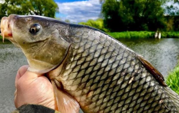 Ловля карпа летом