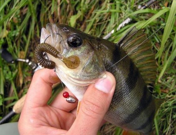 Ловля окуня на силиконовых червей