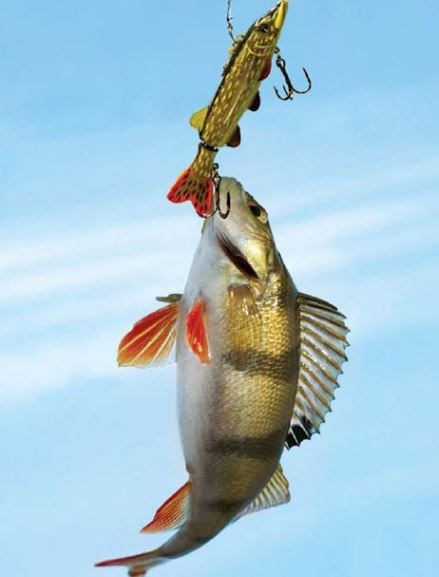 Ловля окуня весной на блесну-вертикалку