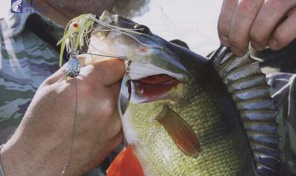 Ловля окуня весной на спиннербейт