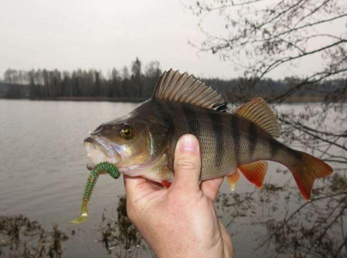 Ловля окуня весной на спиннинг