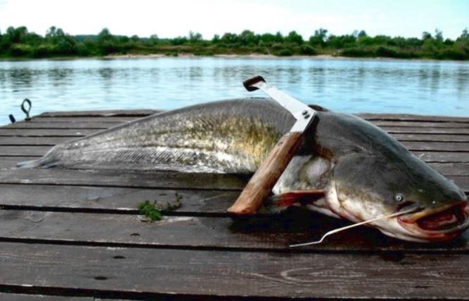 Ловля сома на квок