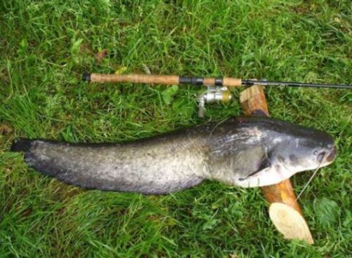 Ловля сома на ставку