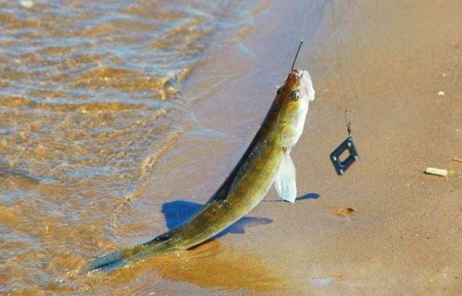 Ловля судака на донку