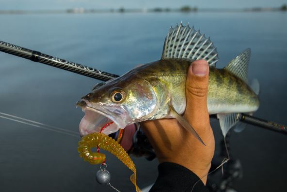 Ловля судака на джиг