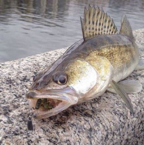 Ловля судака на малых реках