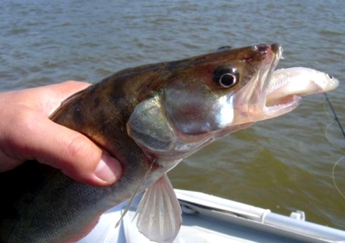 Ловля судака на мертвую рыбку