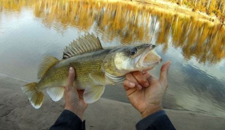Ловля судака осенью