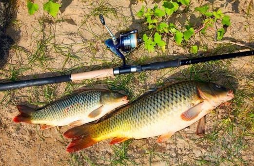 Снасти на ловлю карпа